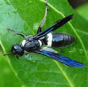 black wasp with blue wings in florida